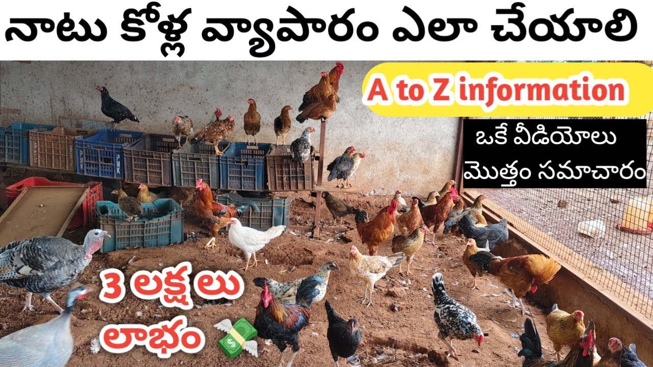 నాటు కోళ్లు పెంచే విధానం | 3 లక్షల లాభం natu kollu farming telugu | poultry farm A to Z information