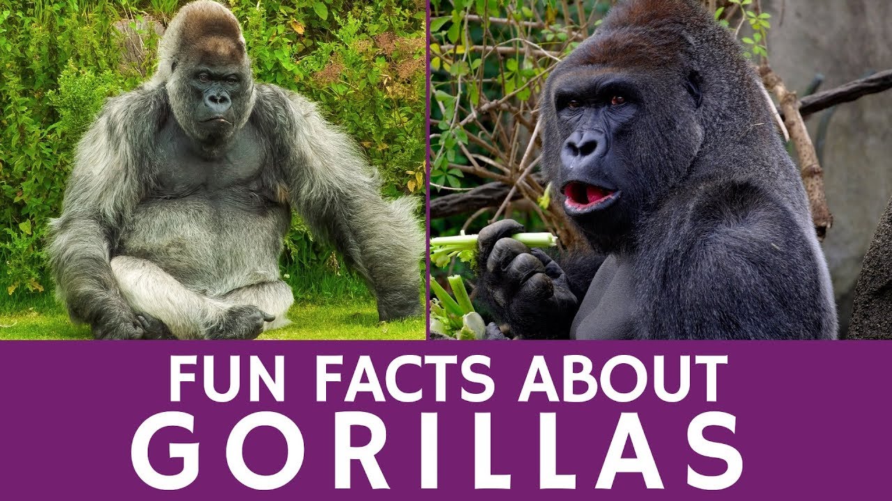 Interesting Facts about Gorillas for Educators and Apes Video for School Learning