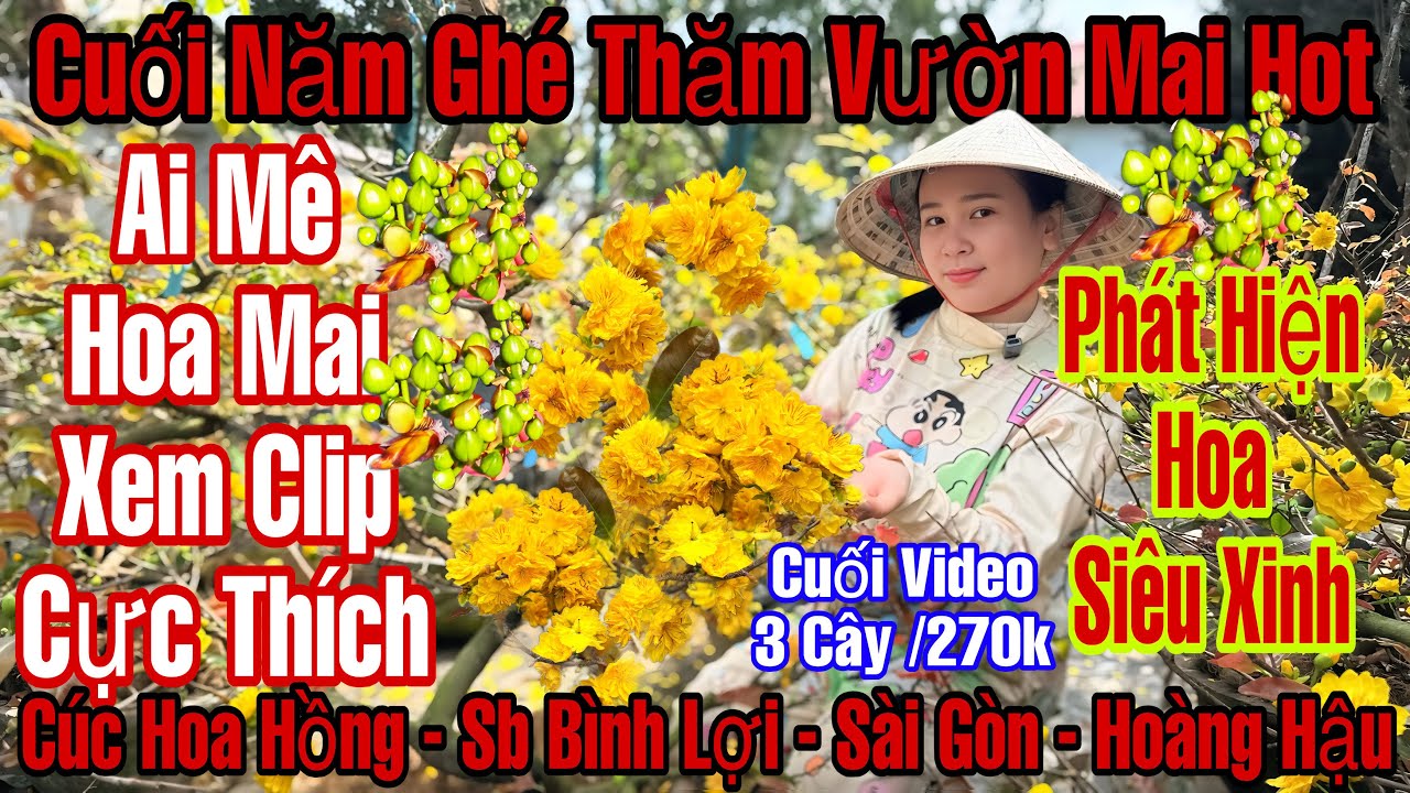 27/12âL☎️0706938527☎️🌲Mai Vàng Giá Rẻ🌲Cúc Hoa Hồng-Cúc Huyết long-Sb Bình Lợi-Sài Gòn-Đa Phúc…🌲