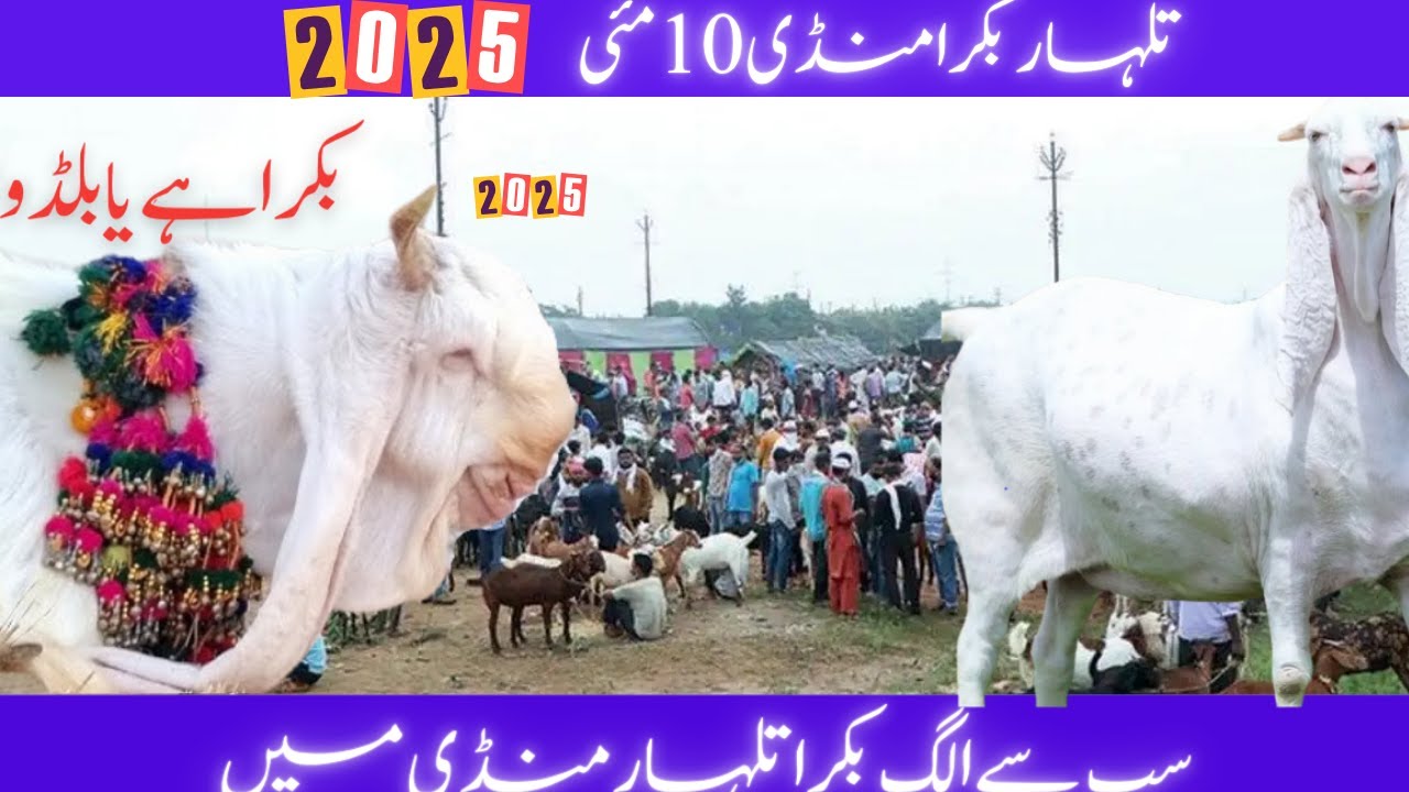 Talhar Bakra Mandi 10 May 2025 Update | Bakra Eid 2025 | Best Bakra Collection in Sindh