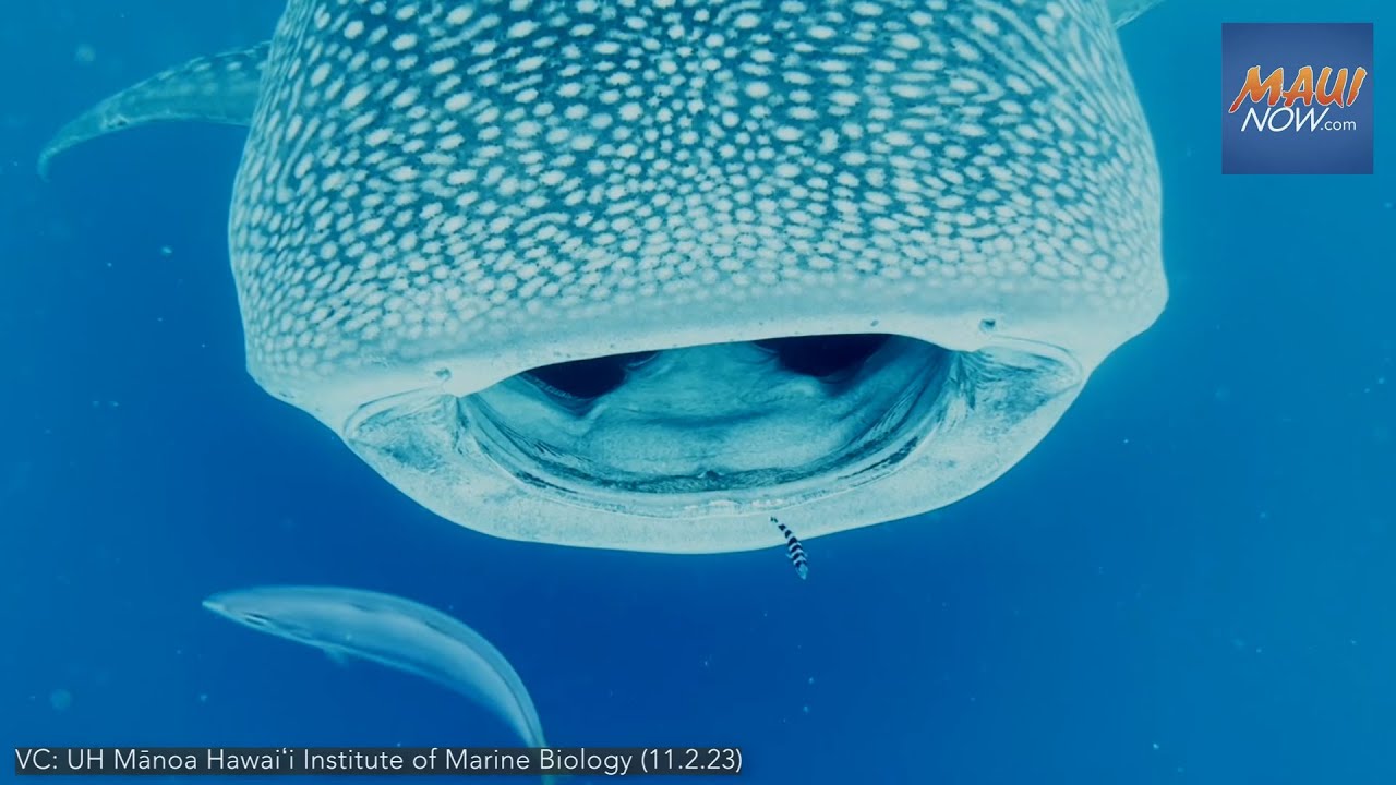 30-foot whale shark spotted off Kāneʻohe Bay