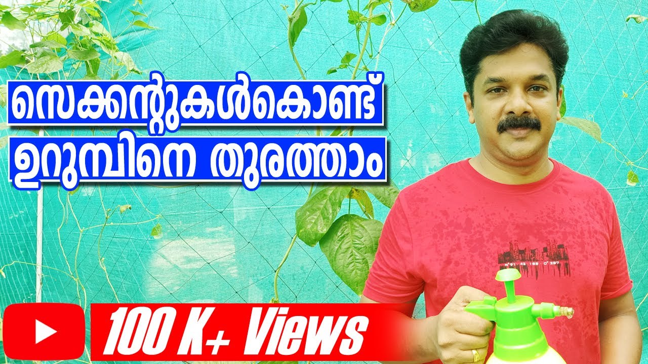 How to Get Rid of Ants | പച്ചക്കറികളിലെ ഉറുമ്പിനെ തുരത്താനുള്ള ഒരു എളുപ്പ വഴി | Deepu Ponnappan
