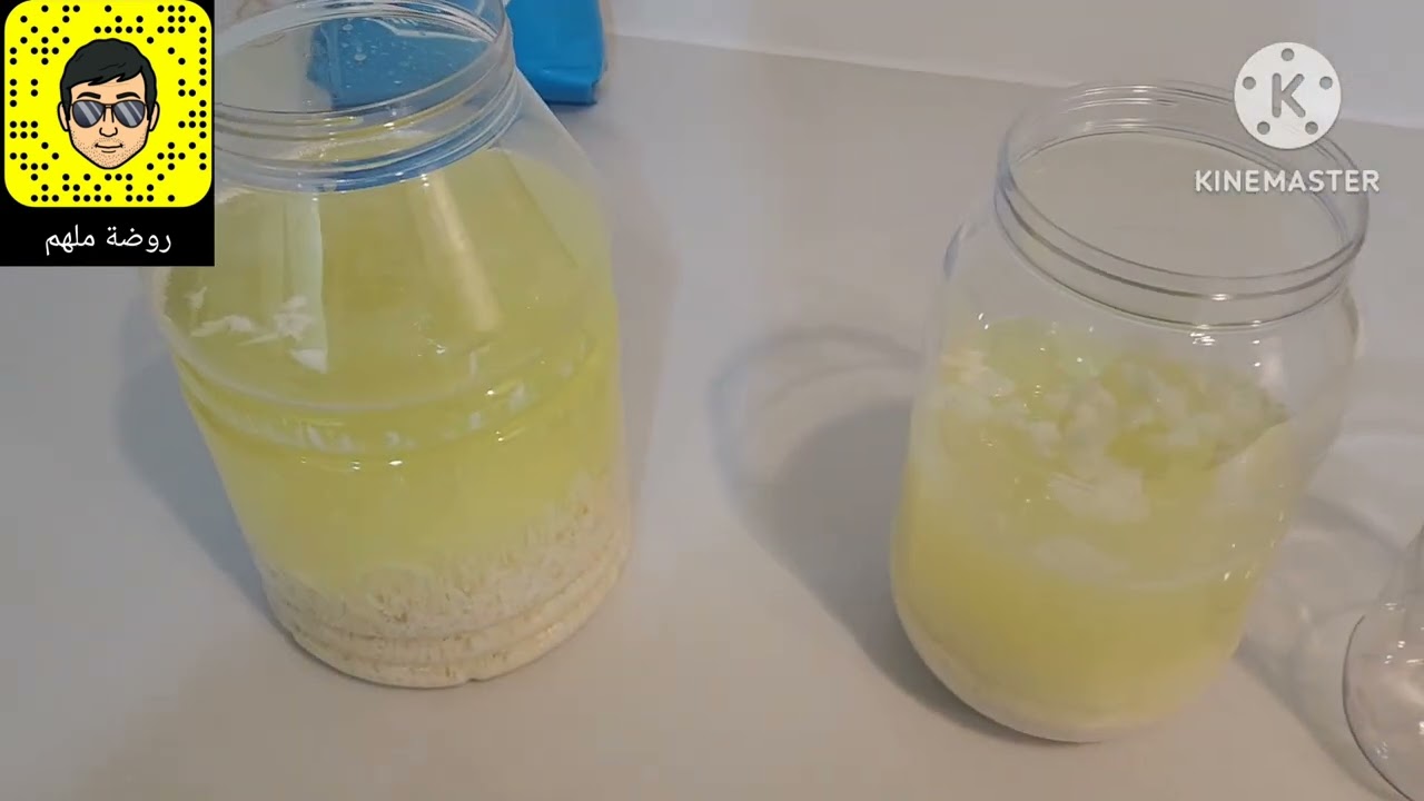 طريقة عمل بكتيريا اللاكتوباسيلس lactobacillus  #بكتيريا #زراعة #lactobacillus
