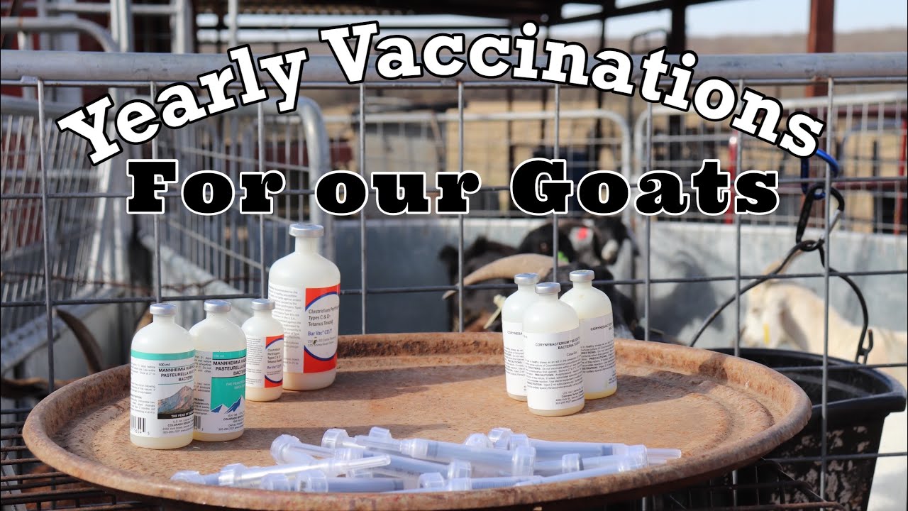 Goat Vaccines | Vaccinations for 57 Nannies | Giving a Goat a Shot | Kiko Meat Goats | Goat Farm