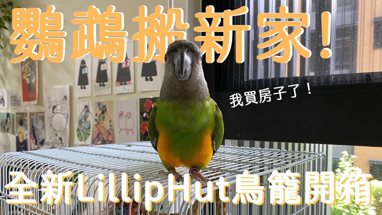鸚鵡搬家記｜偶歸的白色 LillipHut Birds Cage 入住體驗｜Parrot as pets｜編輯小姐Yuli