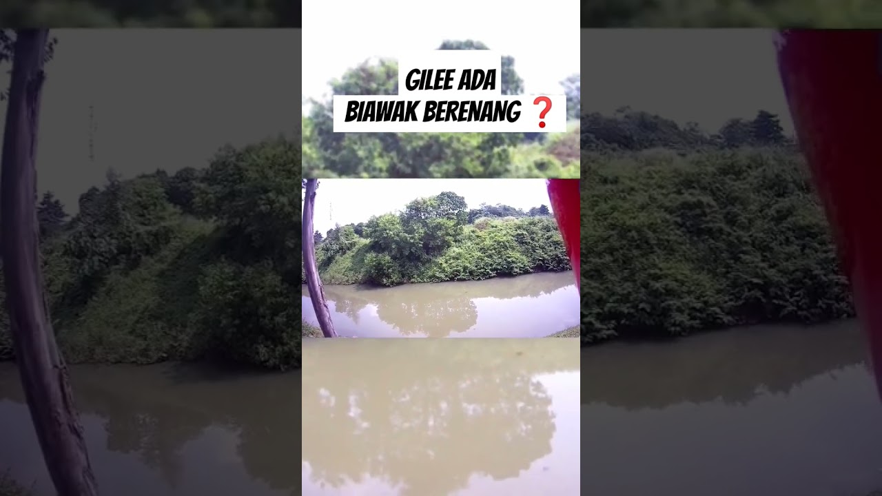 GILEE ADA BIAWAK BERENANG ❓#shorts #maxtom3 #motovlog #motovlogindonesia