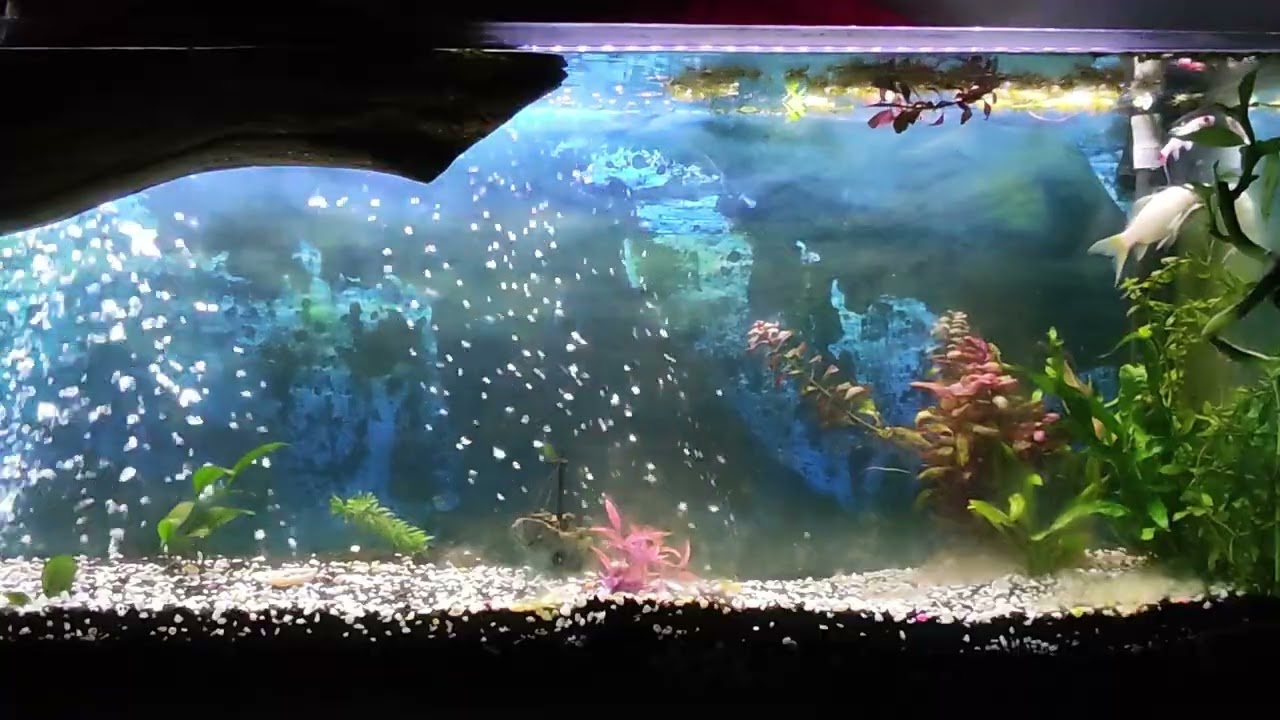 Fishes