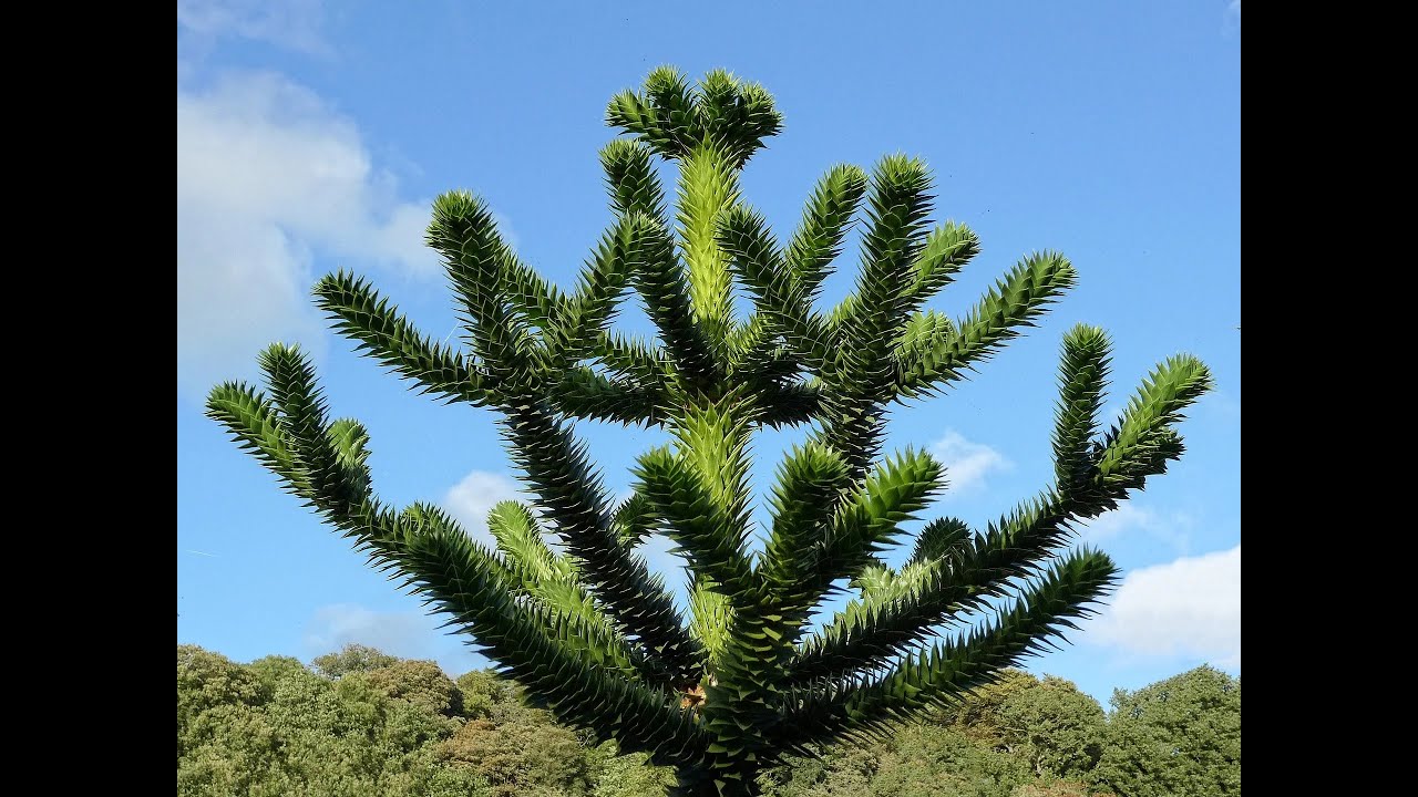 The Monkey Puzzle Tree is a unique and ancient Tree #nature