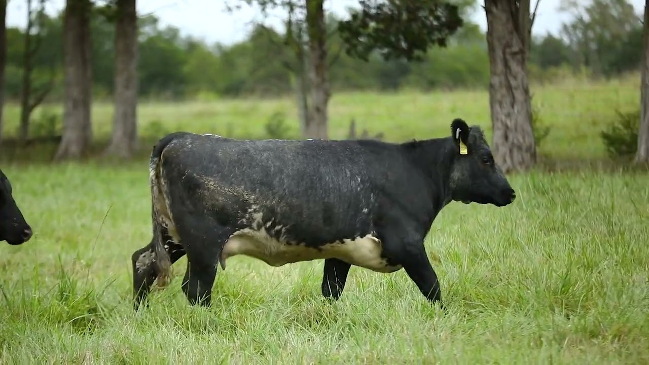 ShorthornPlus Popularity