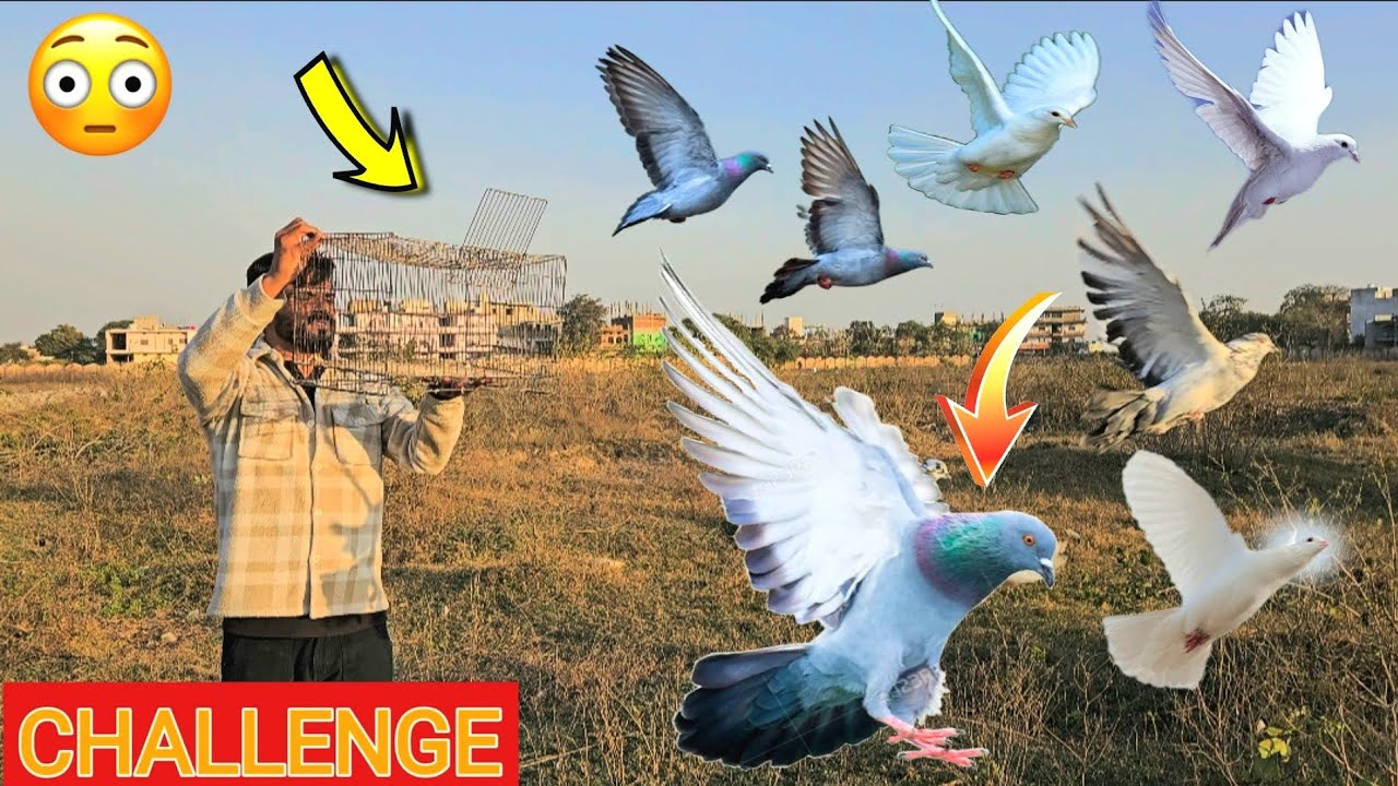 Kabutar Ko 30 Km Door Ja Kae Uda Diya 💀😍 Simple Quick Pigeon Trap using Basket 🔥
