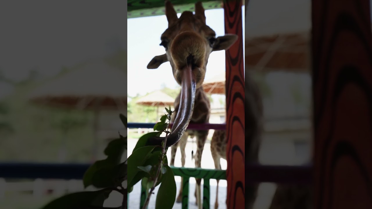How long is a giraffe's tongue? #zoo