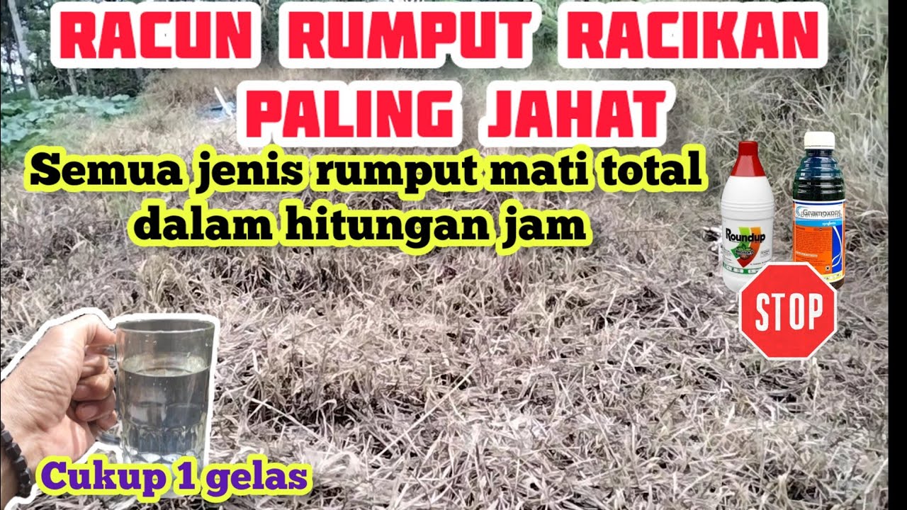 Racun rumput racikan paling dahsyat || membuat semua jenis rumput hancur lebur seketika