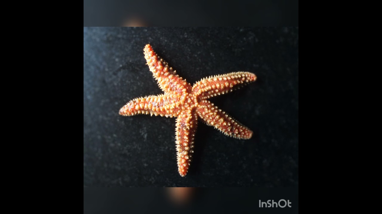 eondoic northeast taggus