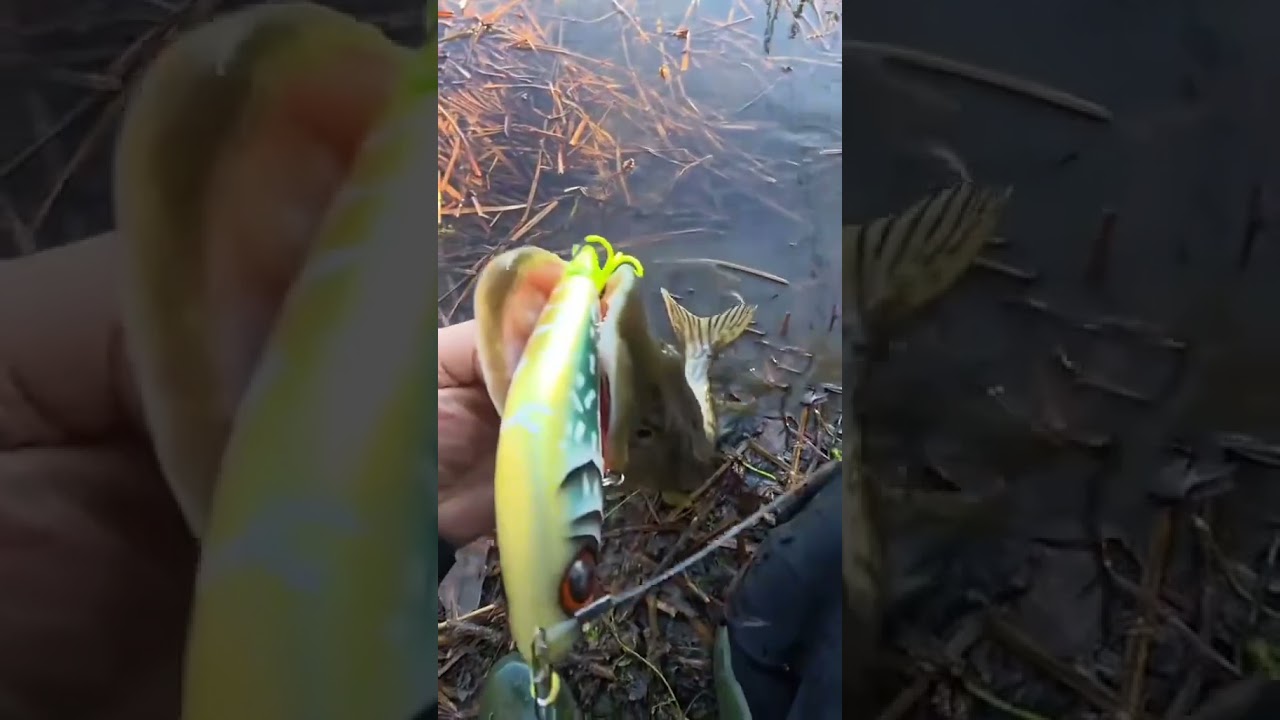 NortheastFourBrothersOutdoorFishing....42 minutes ago