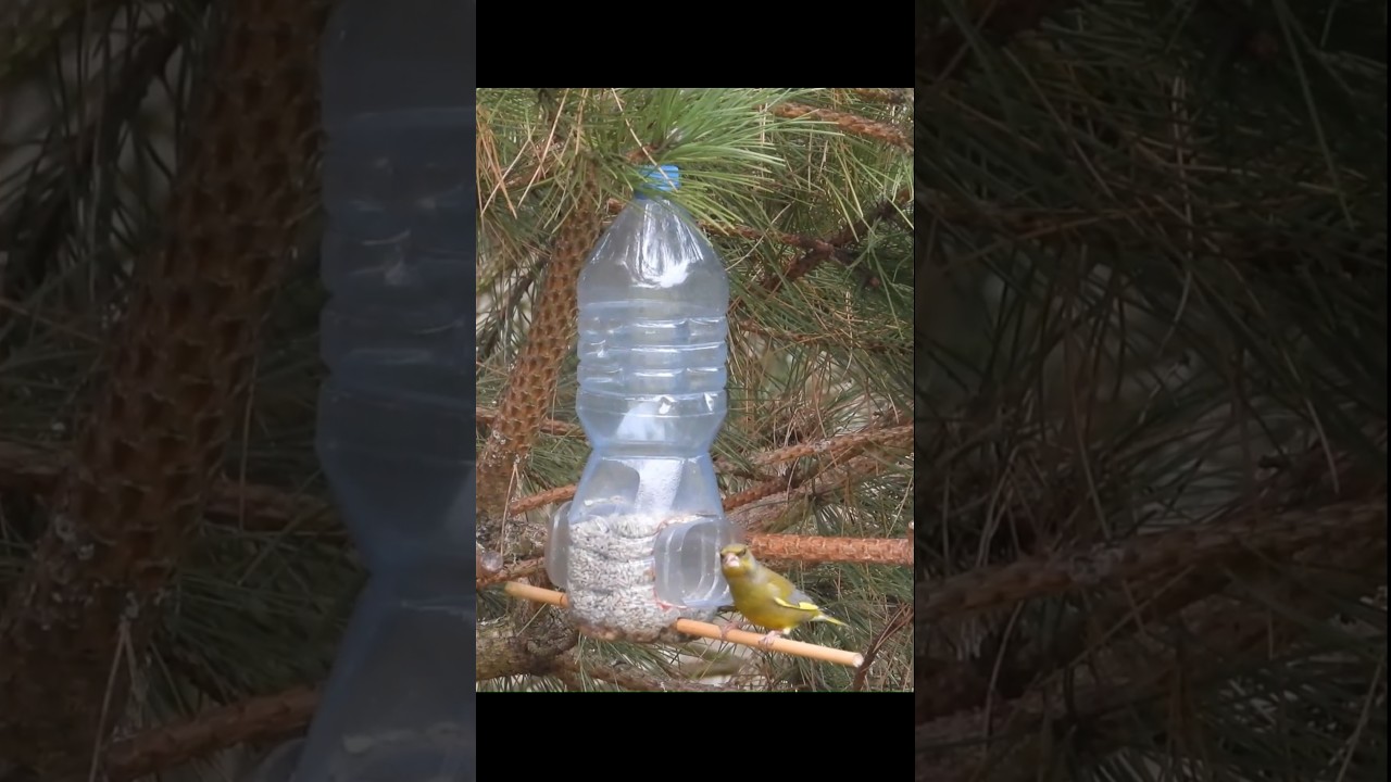 Jak zrobić karmnik dla ptak&oacute;w z butelki PET? Krok po kroku. #birdfeeder #diy #garden . Przypominajka