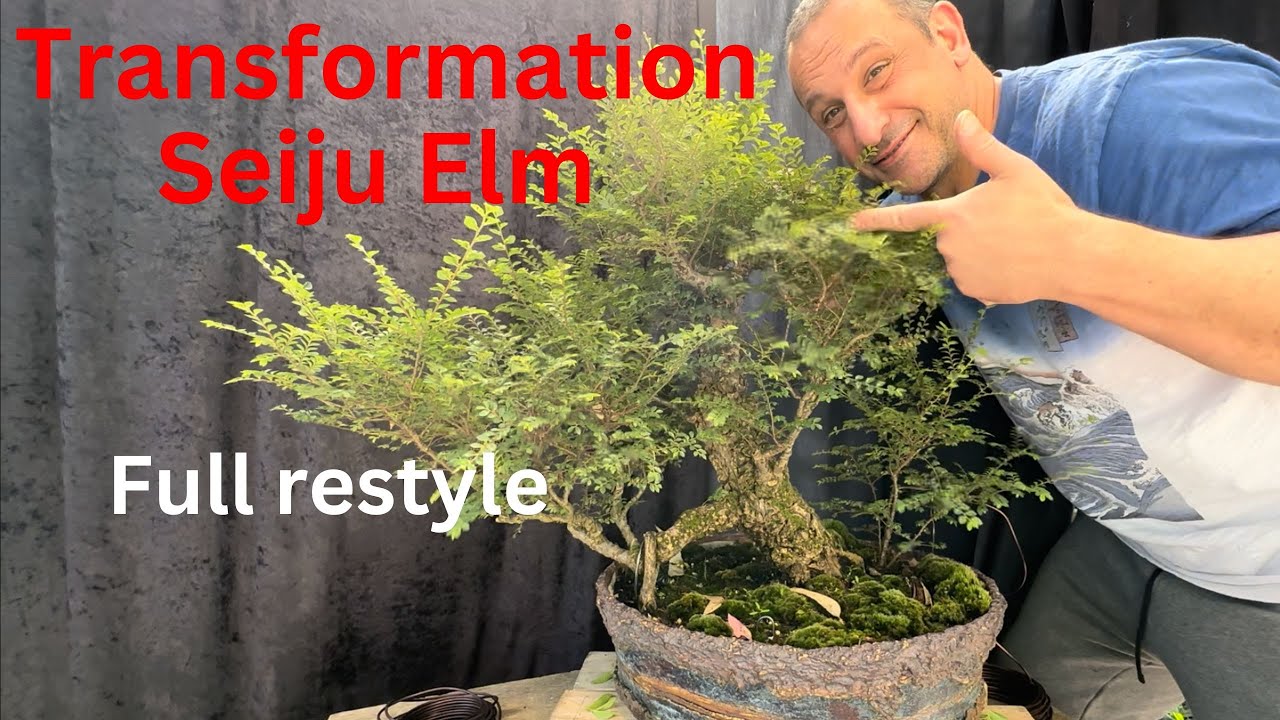 Bonsai Transformation Seiju Elm Full restyle of overgrown Seiju elm into great future bonsai
