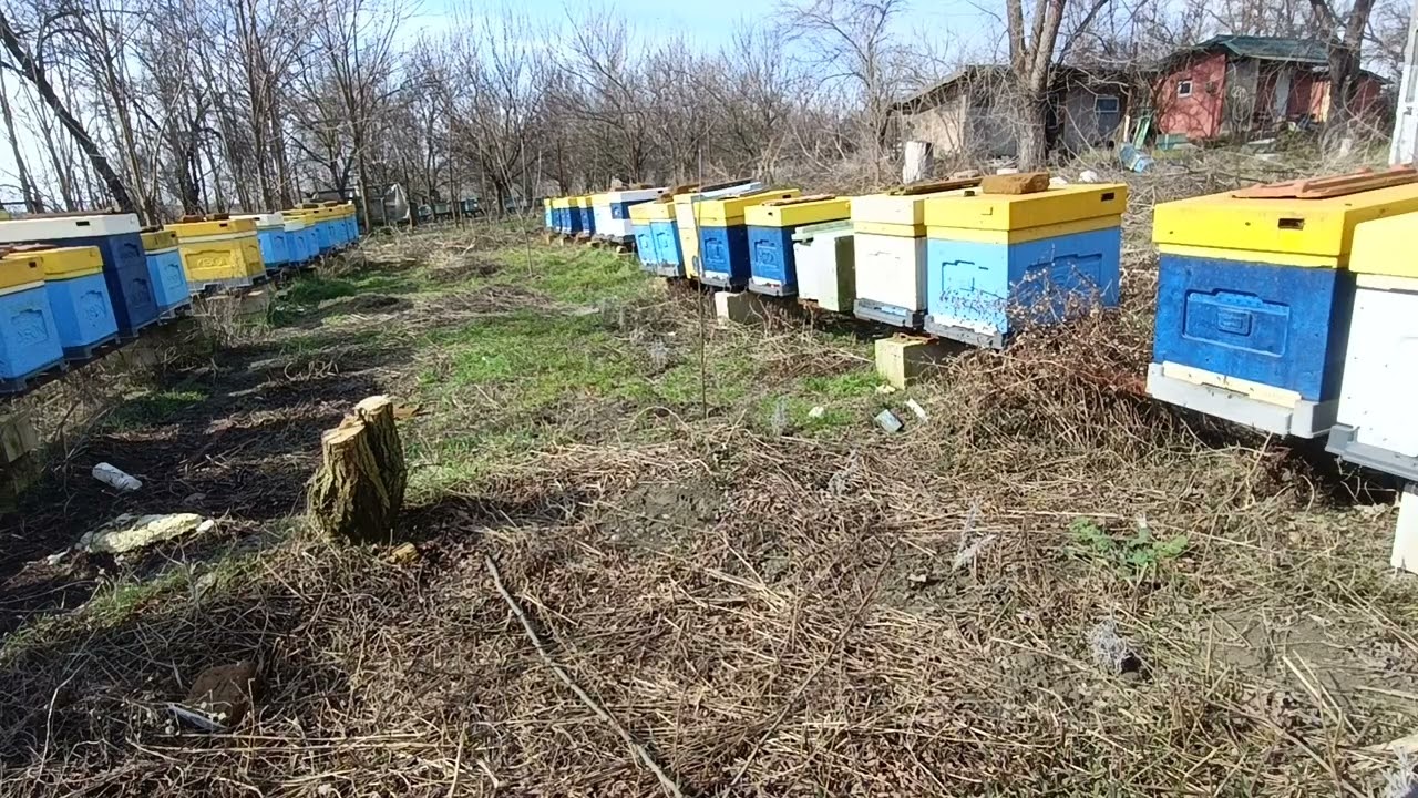 Cum merge afacerea apicolă 14.02.2026