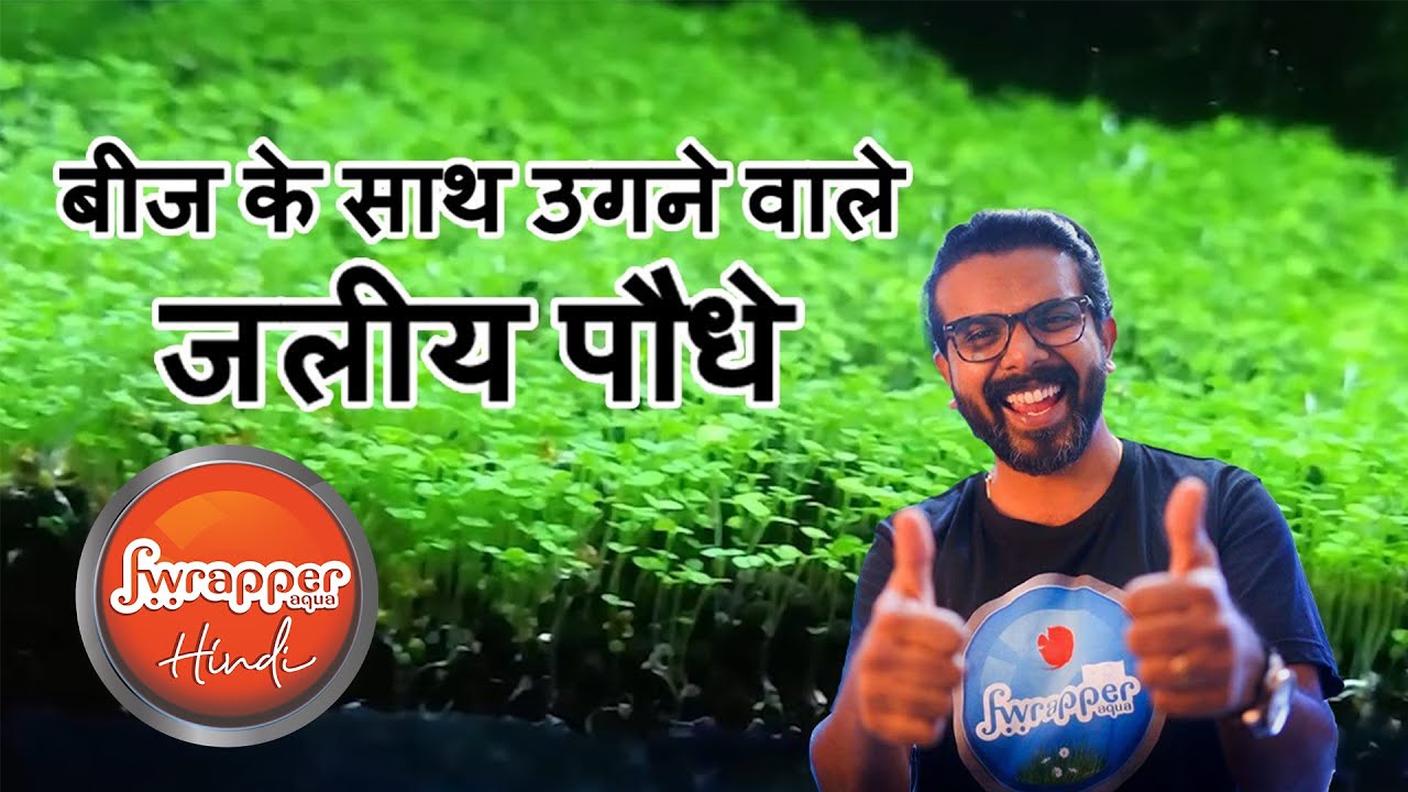 LOW Tech Panted Fish Tank HINDI || Dry start method for carpet aquarium plants