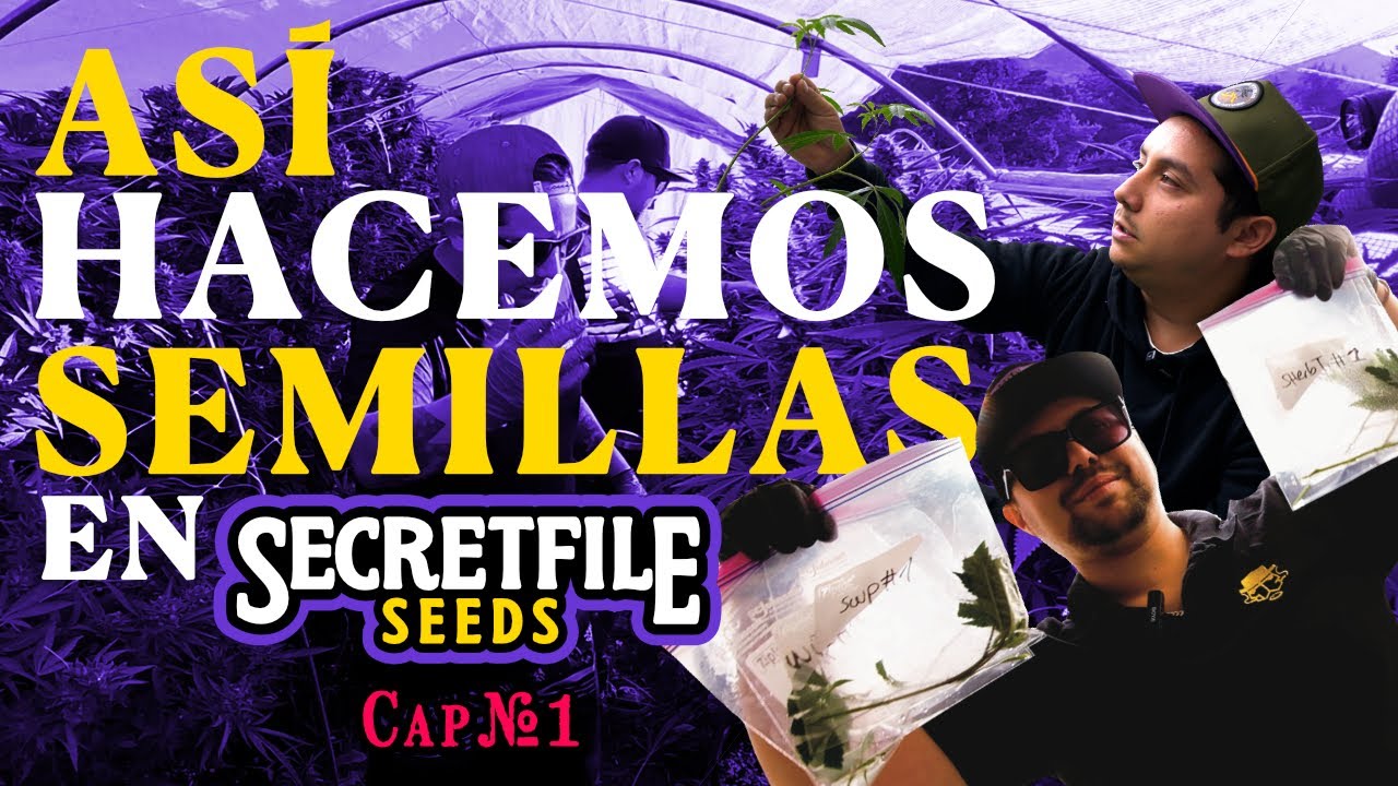 El M&eacute;todo del STS: Innovaci&oacute;n y precisi&oacute;n en la creaci&oacute;n de semillas con Secret File Seeds