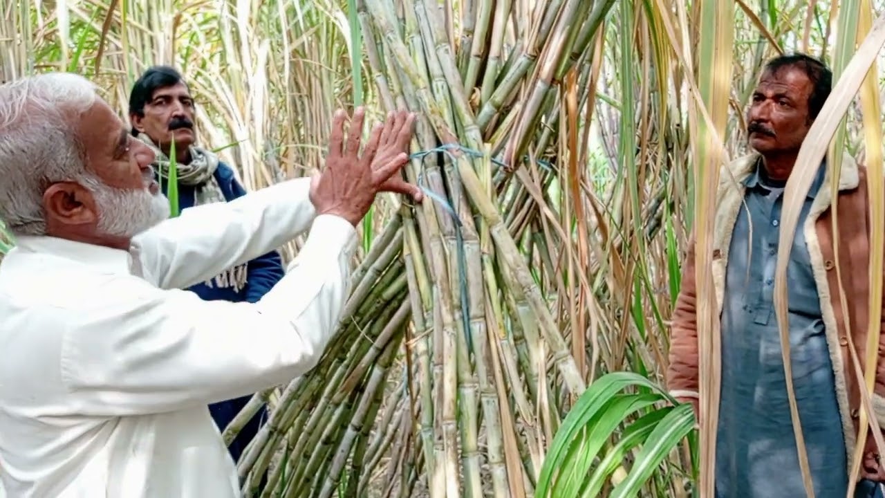 #J16-639 at farm of a progres. grower Shabbir & Mukhtiar through twine row five feet space method.