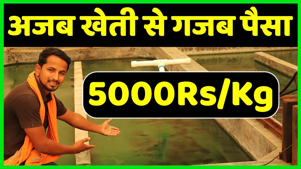 अजीबोगरीब स्पिरुलिना शैवाल खेती | Best Profitable Spirulina Farming Business Plan A to Z Information