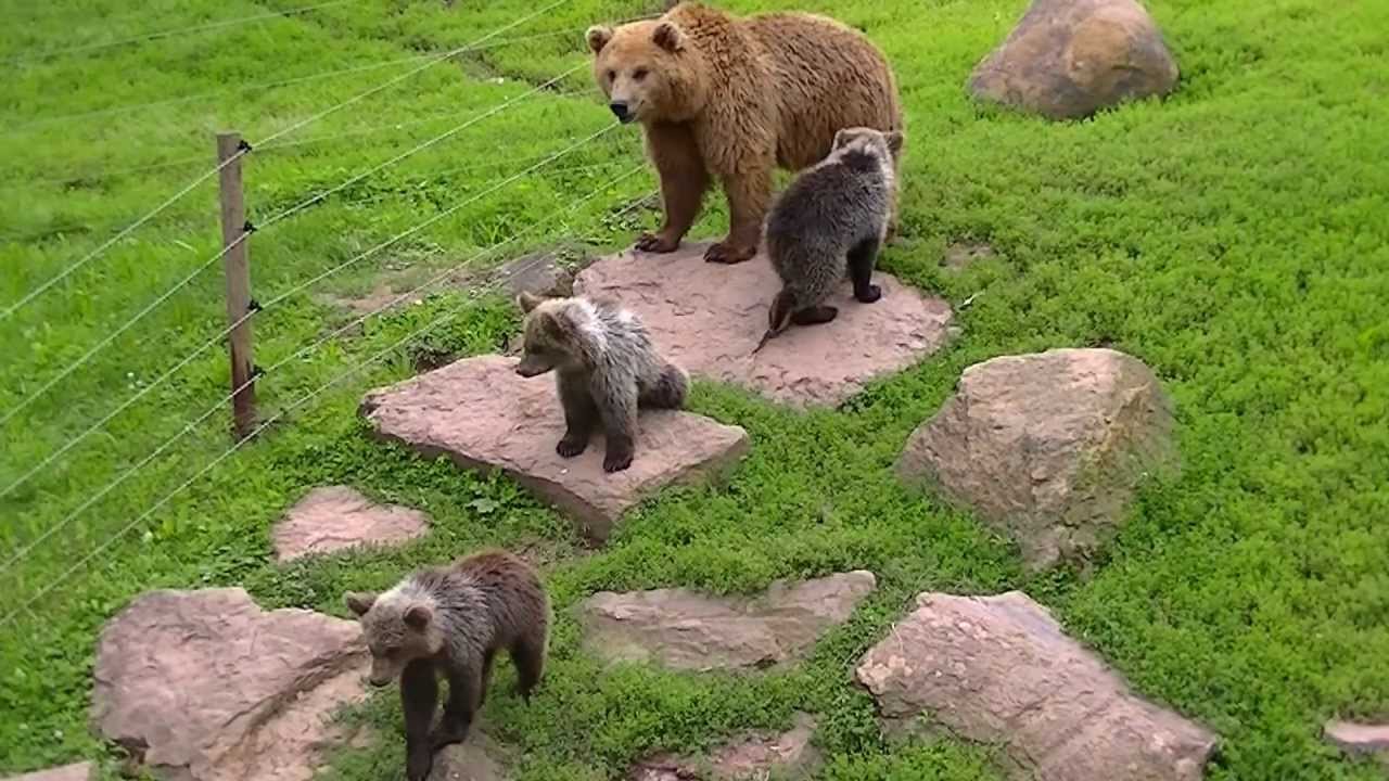 Bären - Fütterung im Wildpark Tripsdrill 05.08.2012