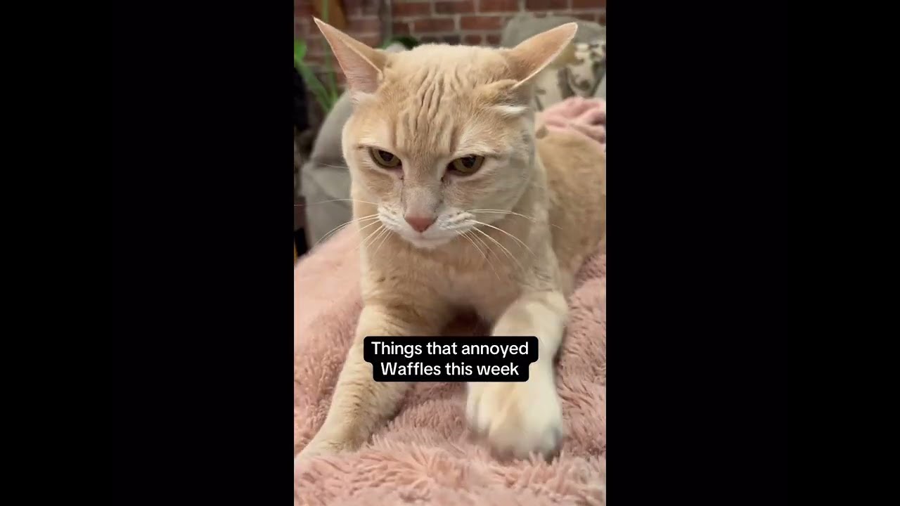 Things that annoyed Waffles this week compilation - Part 1