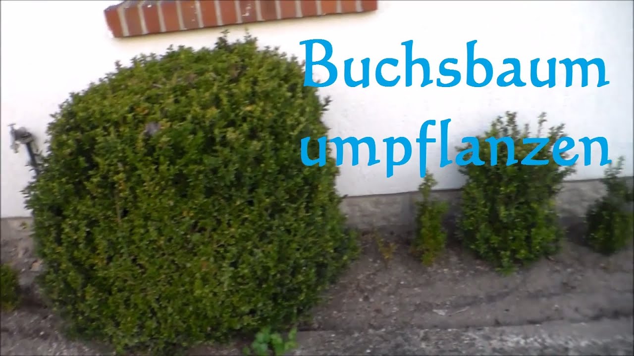 Buchsbaum umpflanzen - Buxus umpflanzen wie und wann? Buxus verpflanzen pflanzen