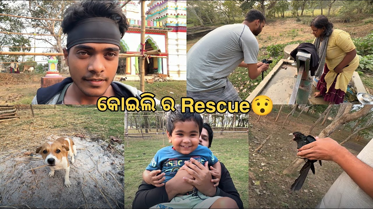 କୋଇଲି ର Rescue କଲା ବେଳେ କଣ ହେଲା?😯 | Odia Vlog 17