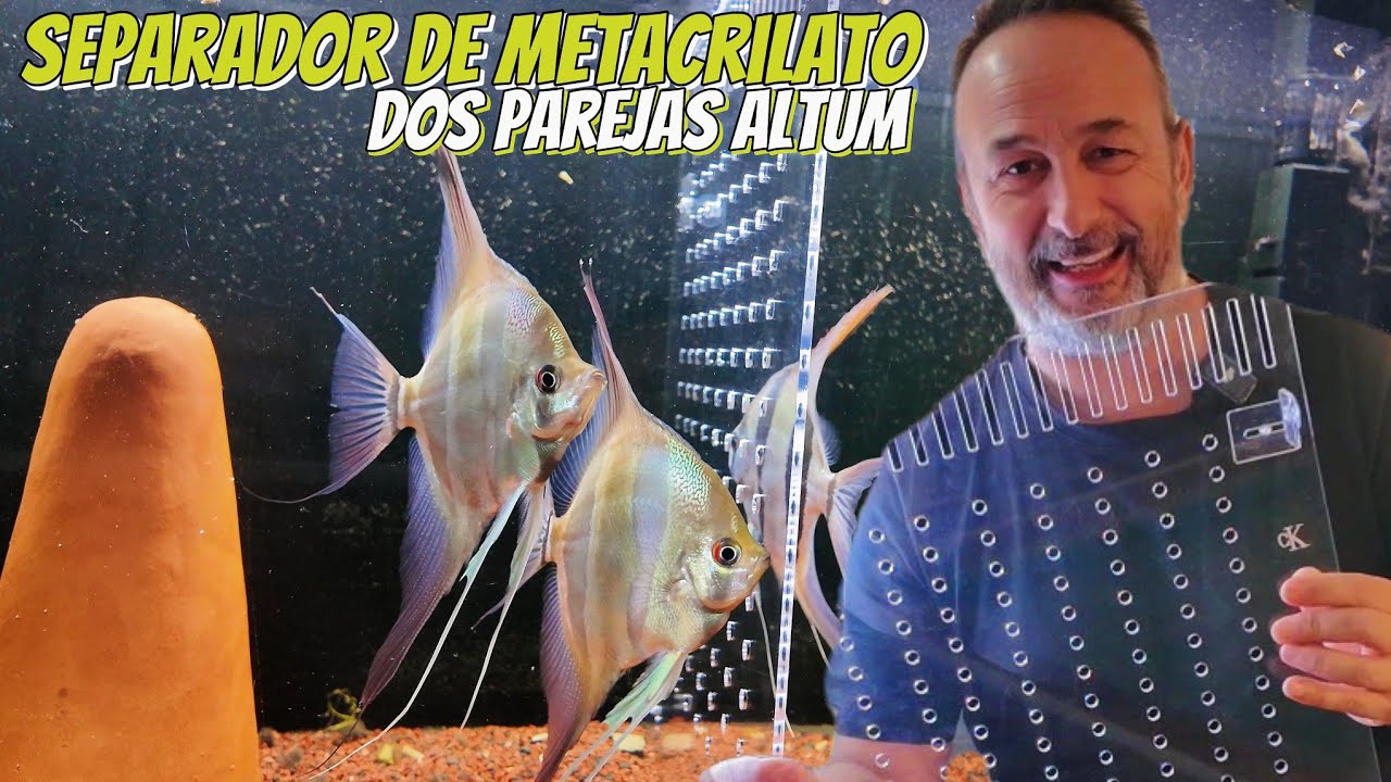 SEPARADOR DE METACRILATO PARA ACUARIO Y DOS PAREJAS DE ALTUM