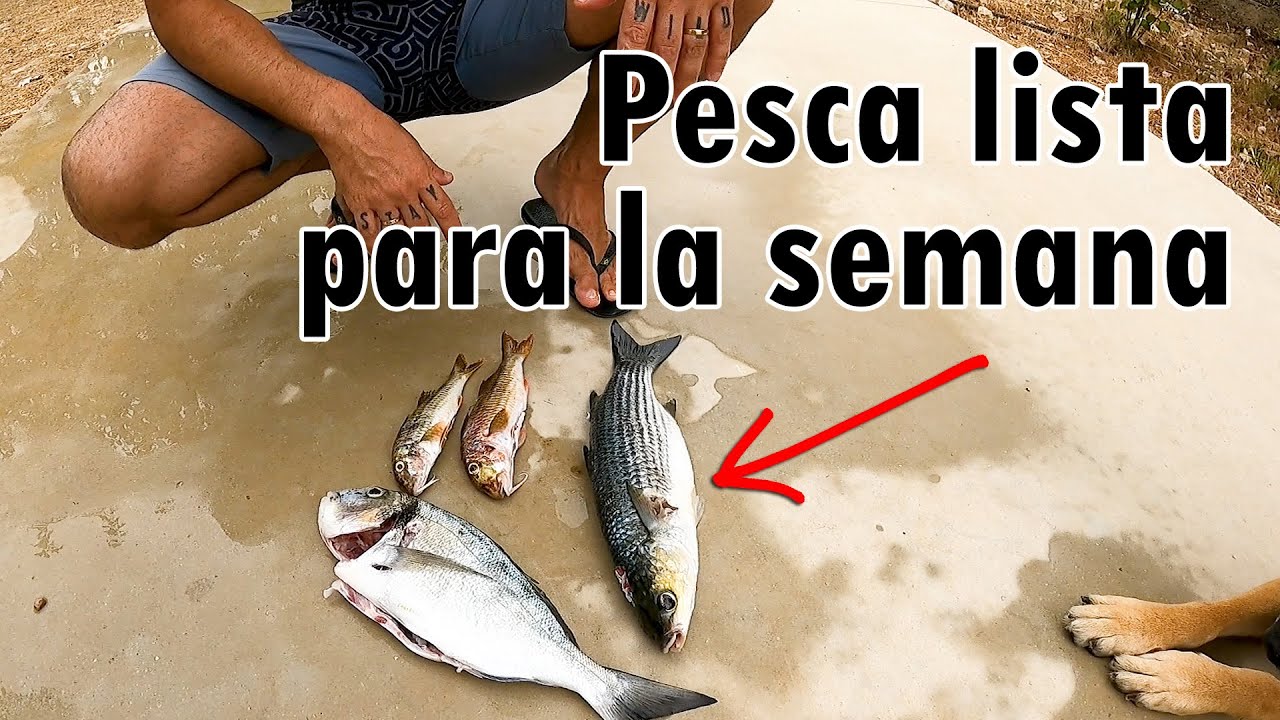 Pescando lo justo para comer. ¡Menudo cambio del viento! | PESCA SUBMARINA Y AUTOSUFICIENCIA  #15