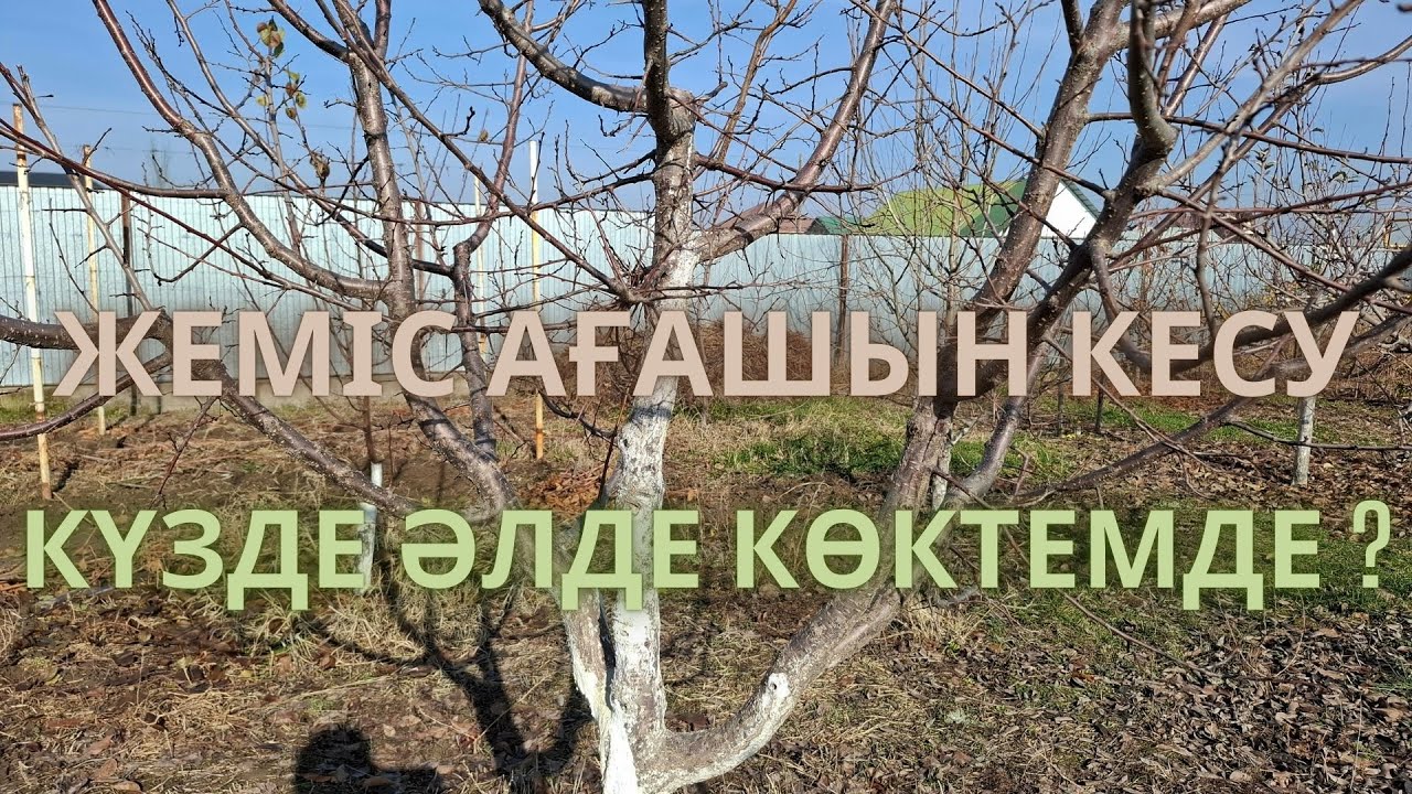 ЖЕМІС АҒАШЫН ҚАЙ КЕЗДЕ КЕСКЕН ДҰРЫС, күзде әлде көктемде. | Когда обрезать деревья| #бақ #garden