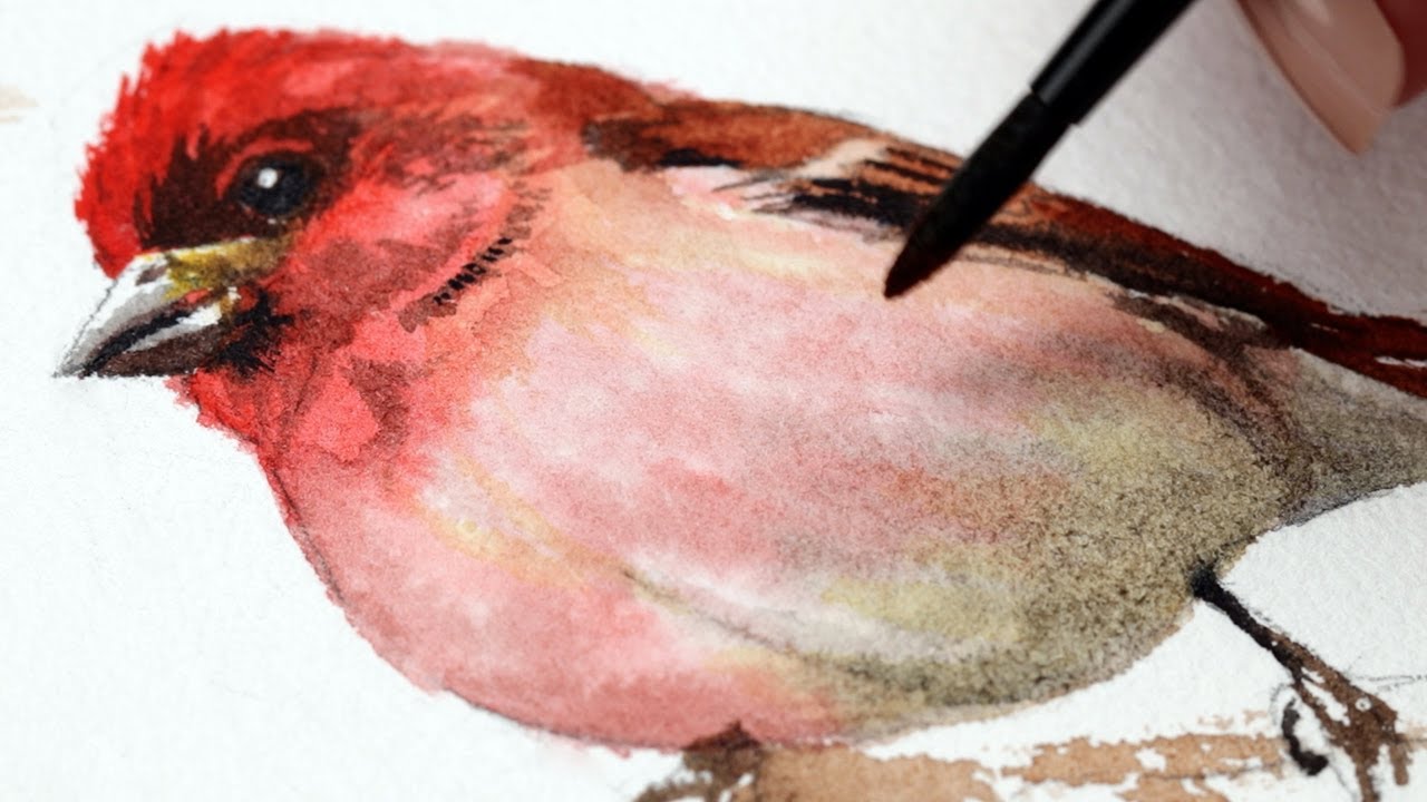 Watercolor Backyard Birds Easy Purple Finch Painting Tutorial