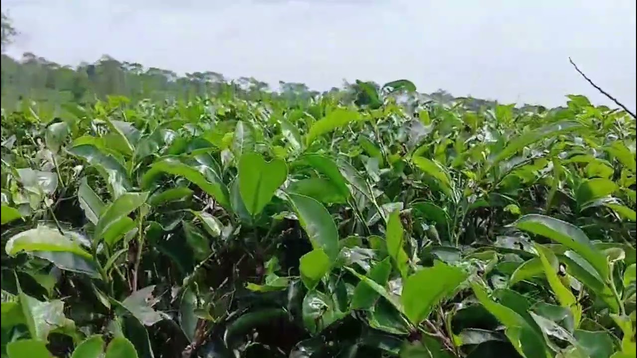 GAK NYANGKA!?..Tempat Seindah Ini Ternyata Cuma Kebun Teh?! 😭