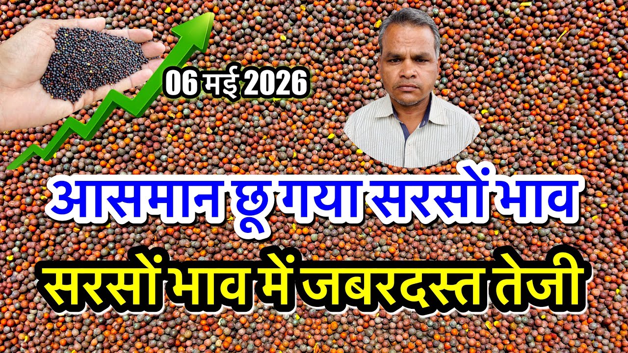 सरसों में जबरदस्त तेजी, सरसों का भाव आसमान छू गया, सरसों में बम्पर तेजी का उछाल सरसों का ताजा भाव आज