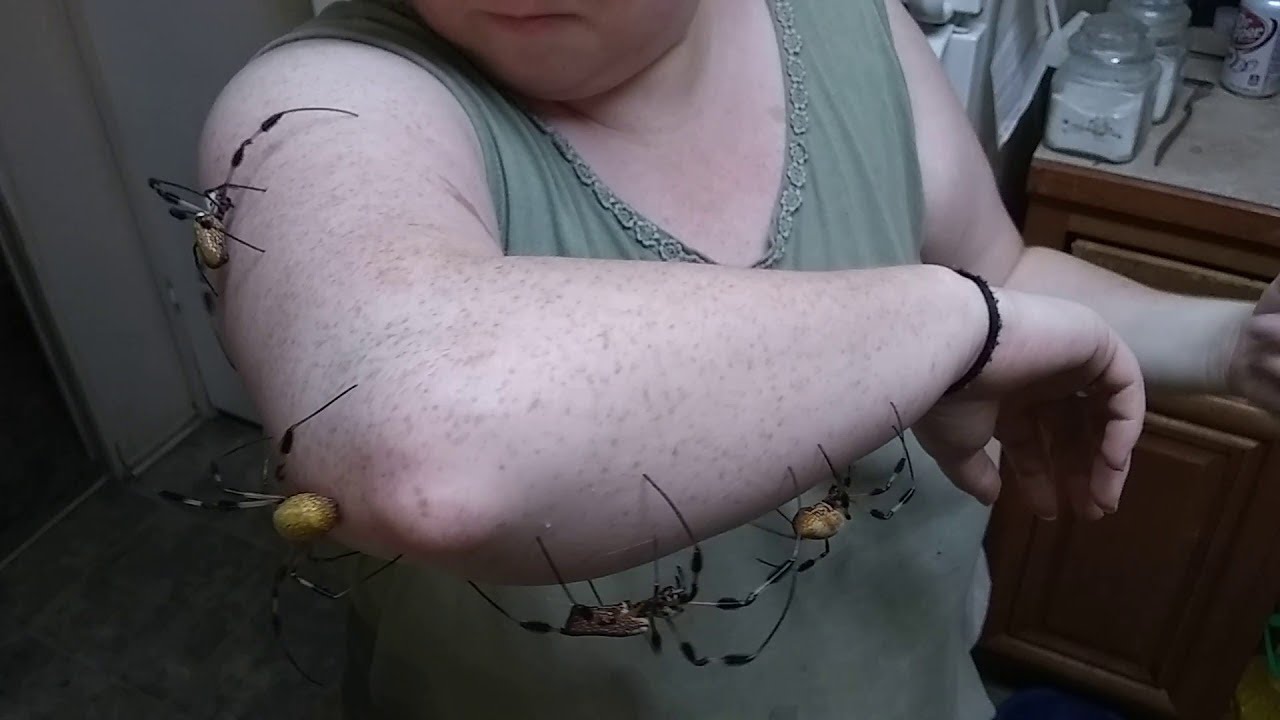 Five Spiders, One Arm || ViralHog