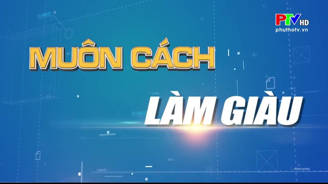 Làm giàu từ mô hình TRỒNG QUẾ|Nông nghiệp Phú Thọ