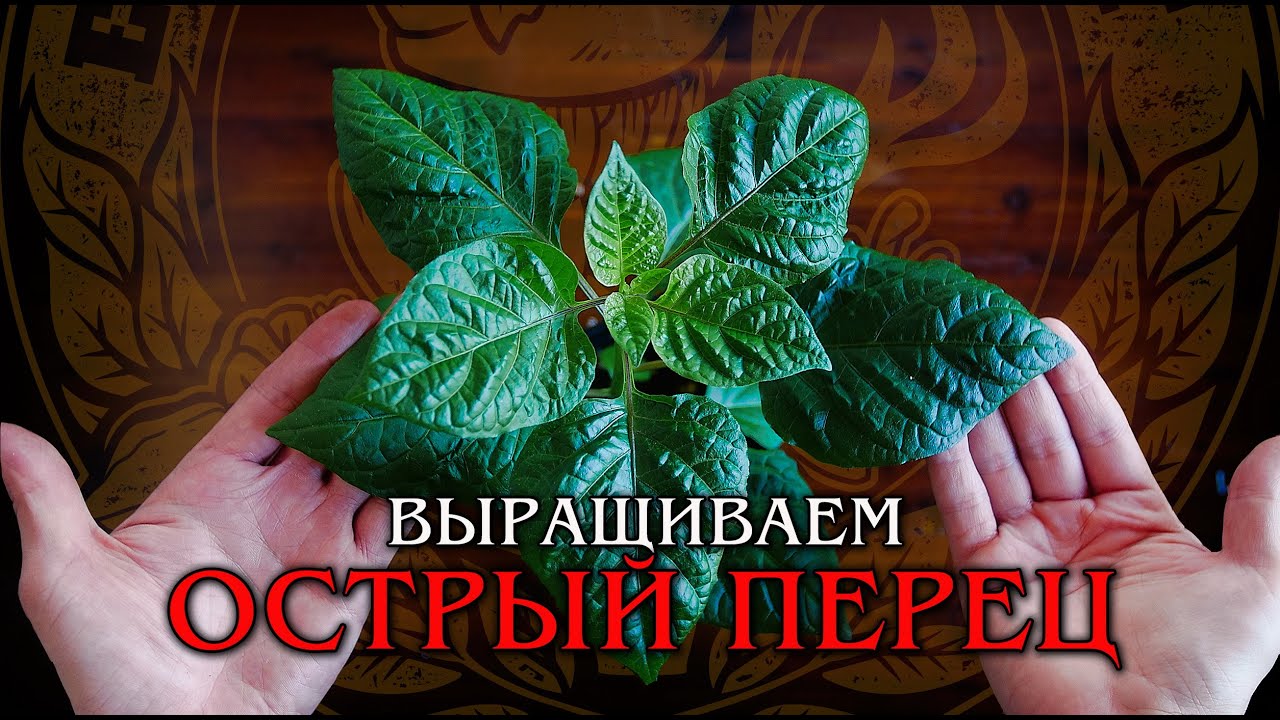 Самые острые перцы. Как вырастить рассаду.