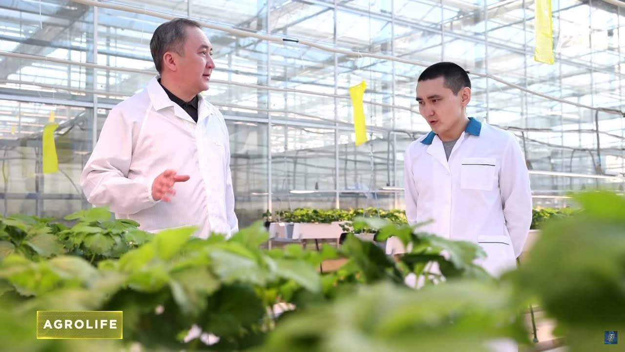 Урожай из теплиц с помощью высоких технологий | AgroLife