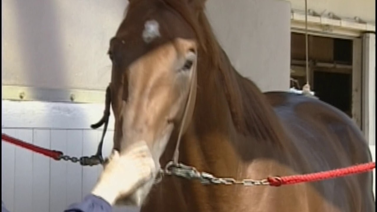 20世紀の名馬　79位　マチカネフクキタル