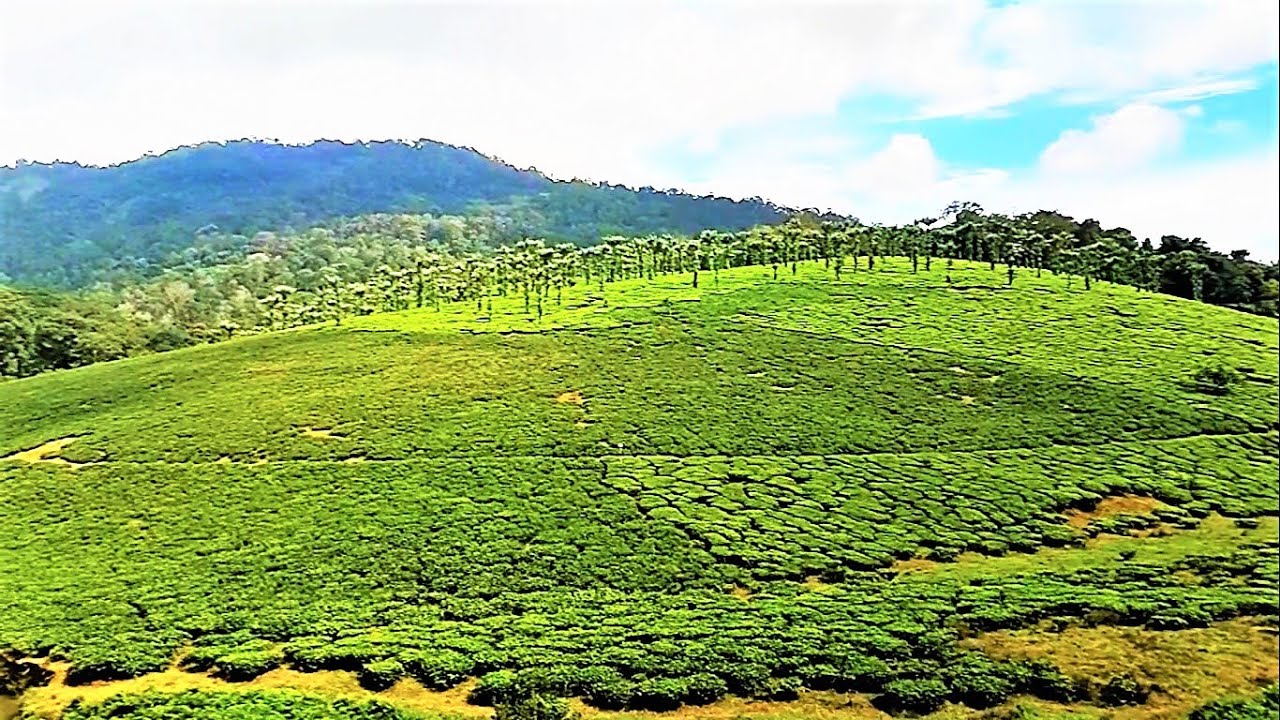 AMAZING NELLIYAMPATHY (PART 02)