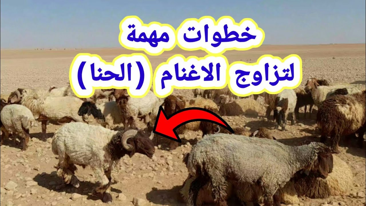 كيفيةدفع الاغنام للتزاوج (موسم الحنا) بخطوات مهمة للغاية 👍