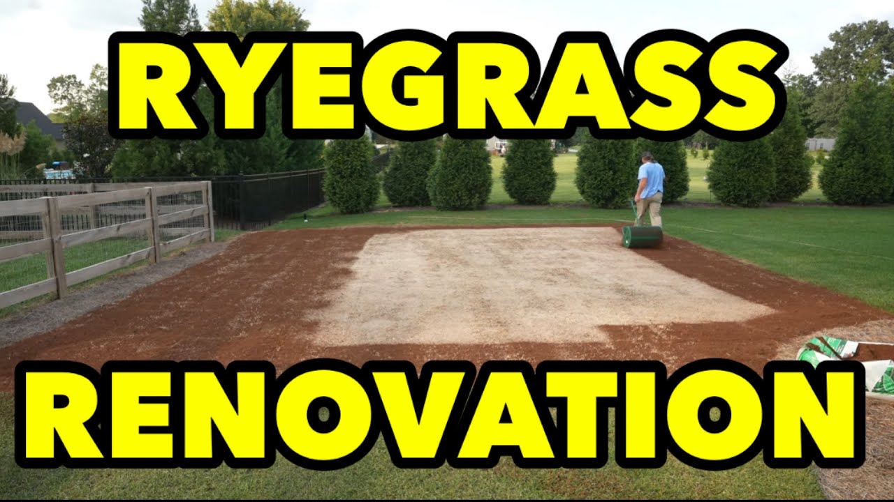 Ryegrass Seed Renovation