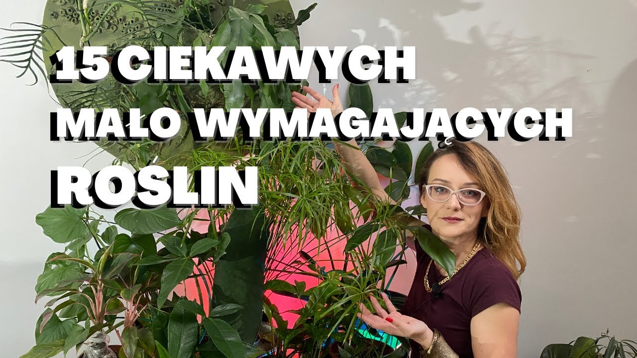 15 mało wymagających, CIEKAWYCH i łatwych w uprawie ROŚLIN DOMOWYCH! Rośliny dla początkujących
