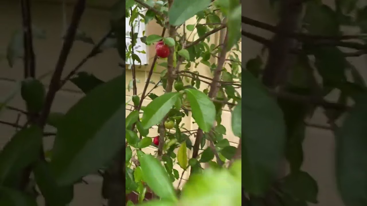 Colhendo ACEROLAS em VASO