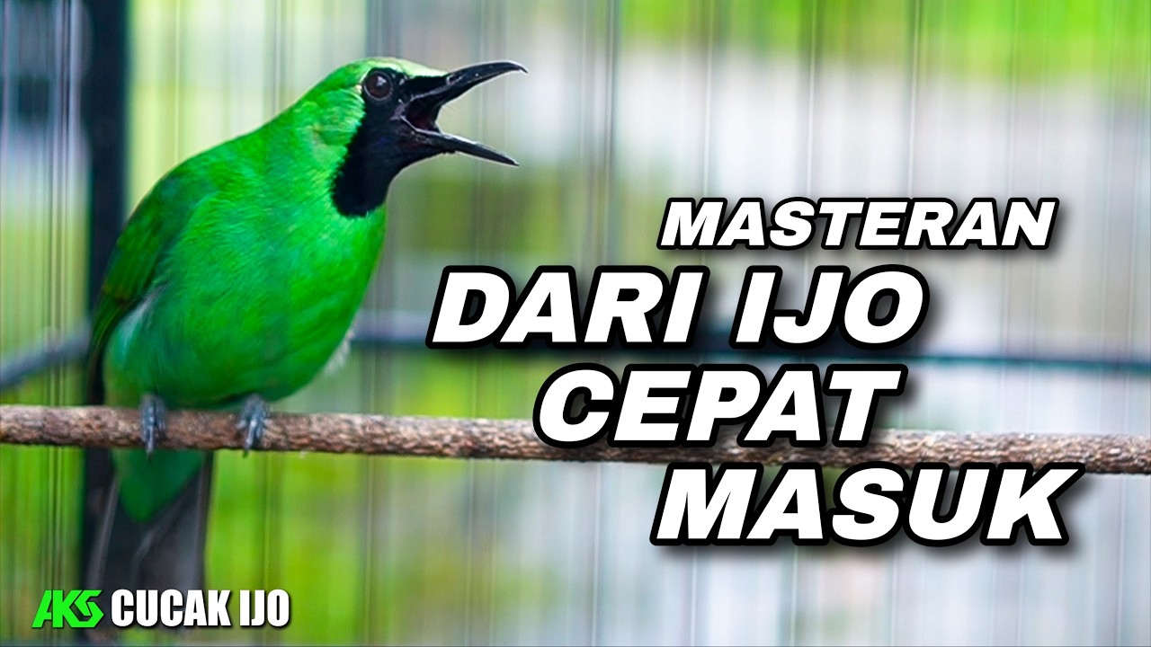 MASTERAN CUCAK IJO GACOR FULL NEMBAK COCOK UNTUK ISIAN IJO MUDA / TROROLAN