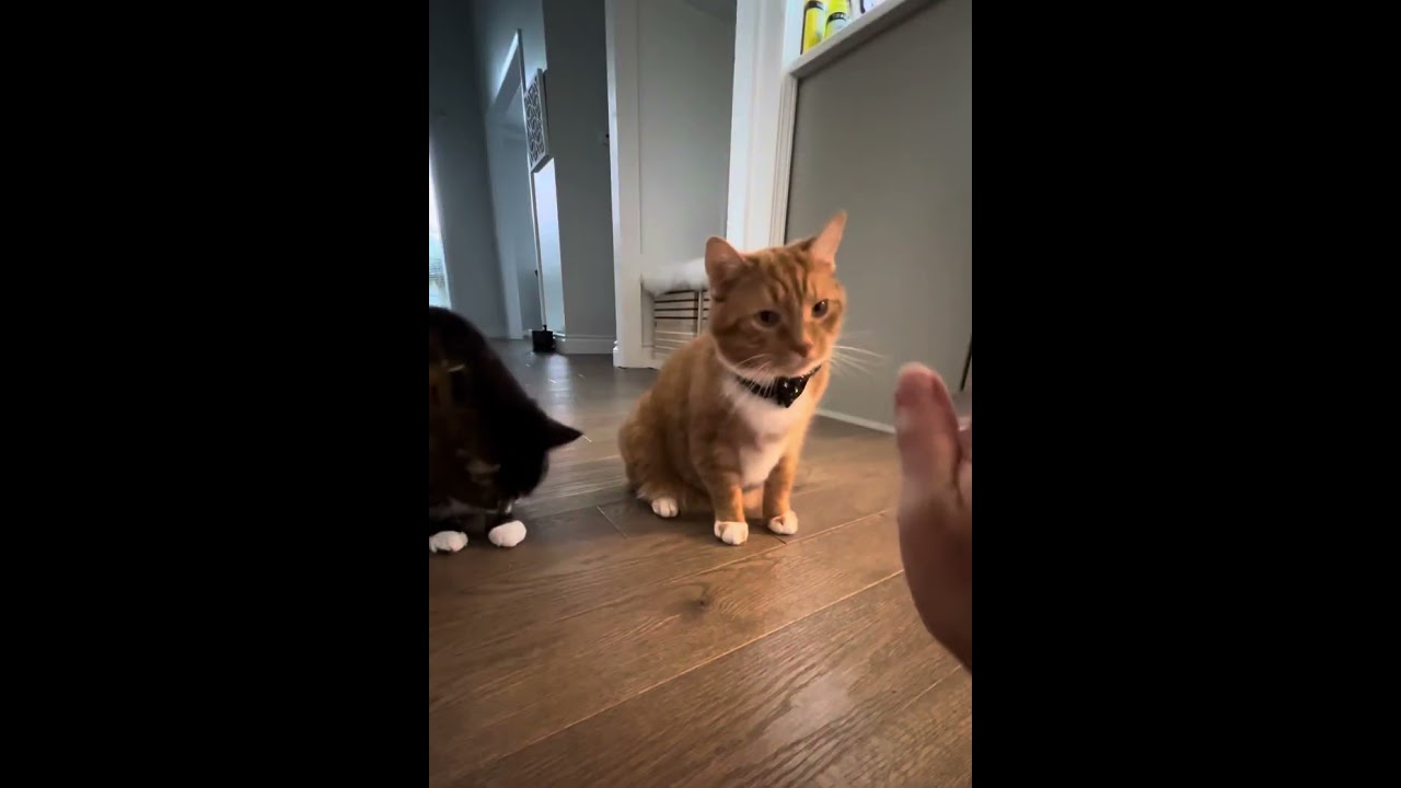 High 5 with Kona & Kai 😻 #cats #cute