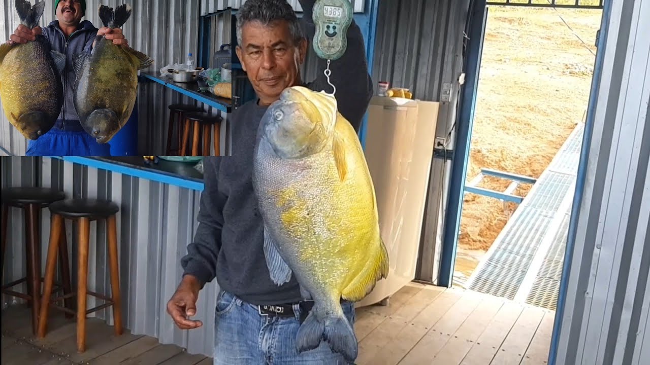 PIRANHAS GIGANTES, UM RECORDE NACIONAL. pesca...