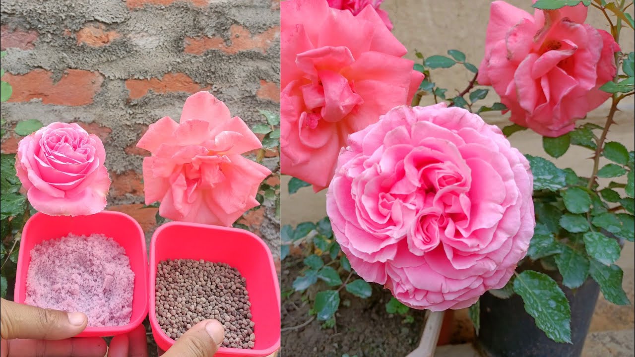 Top 5 Rose Gardening Secret Ideas | Best fertilizer for rose plants | Rose plant care tips
