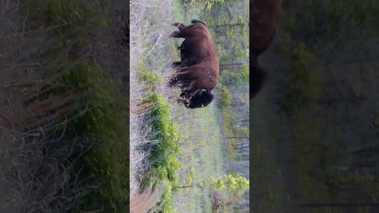 Wild Oklahoma bison